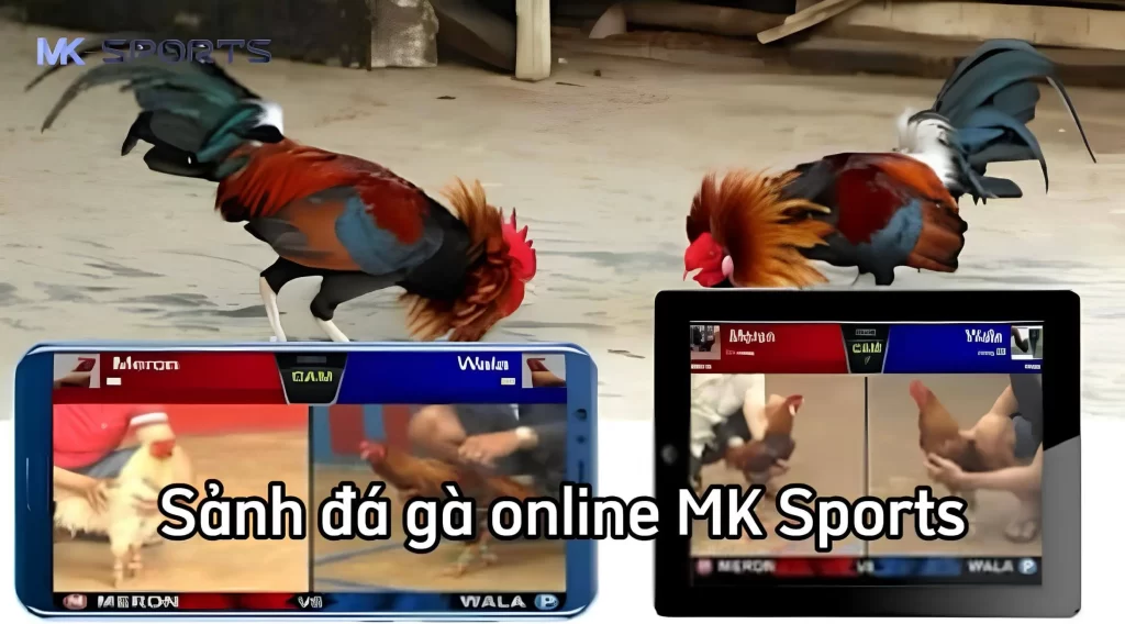 Giới thiệu về sảnh đá gà online MK Sport