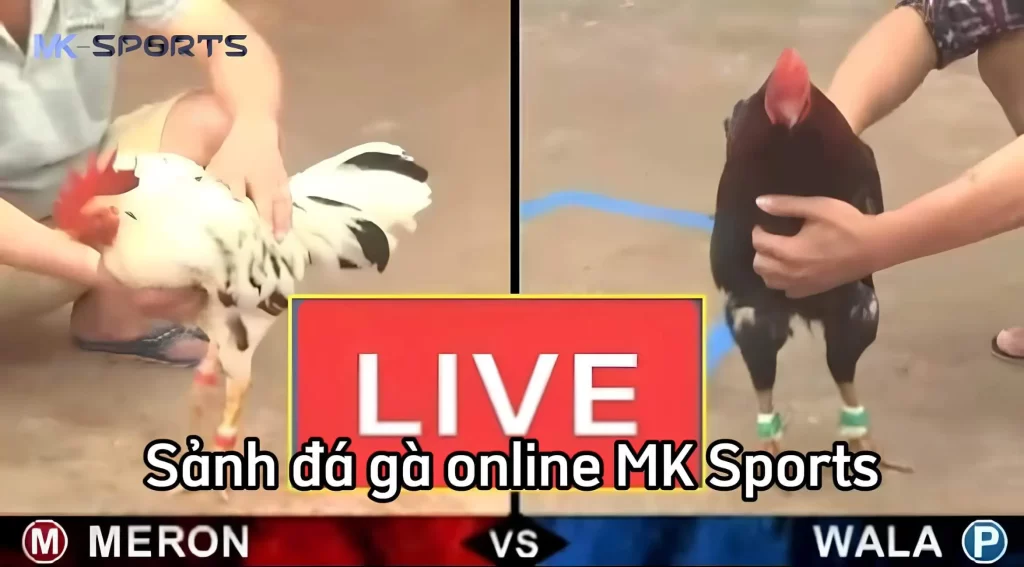 Bí quyết chơi cá cược đá gà online siêu hiệu quả tại MK Sport